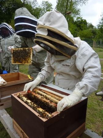 bee inspection