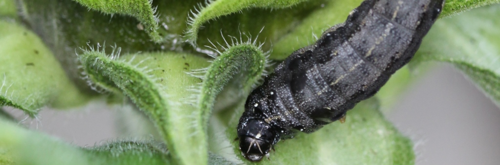 littoralis