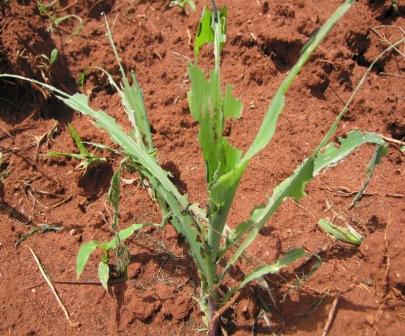armyworm eating maize Same Dec 2009