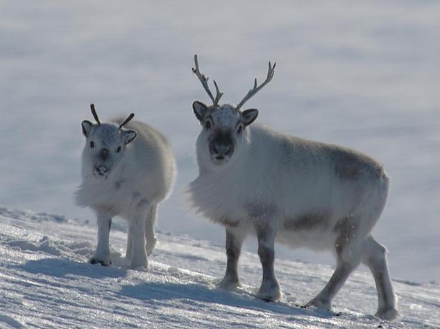 reindeer