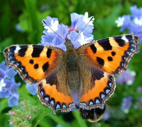 small tortoiseshell