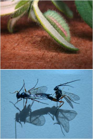 larvae and parasitoid