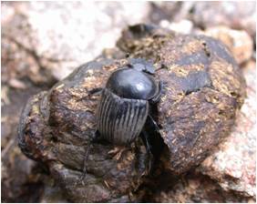 dung beetle