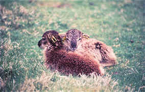 soay lambs