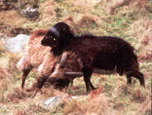 soay rams