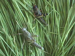 grasshoppers