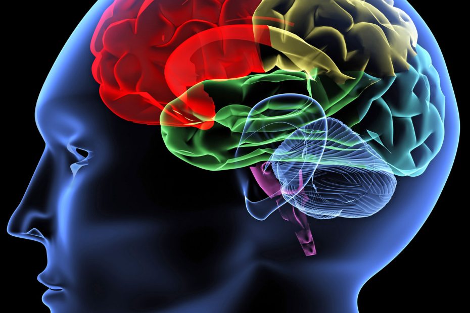 Brain Illustration