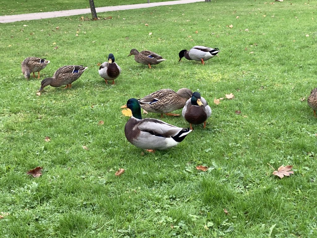 A small patch of grass with four male mallards with brown, white and blue feathers and four female mallards with speckled brown feathers. A male mallard is in the centre.