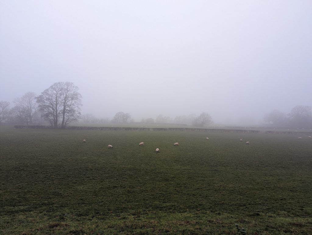 A field shrouded in fog. In the distance is the skeleton of a tree and sheep dot the field.