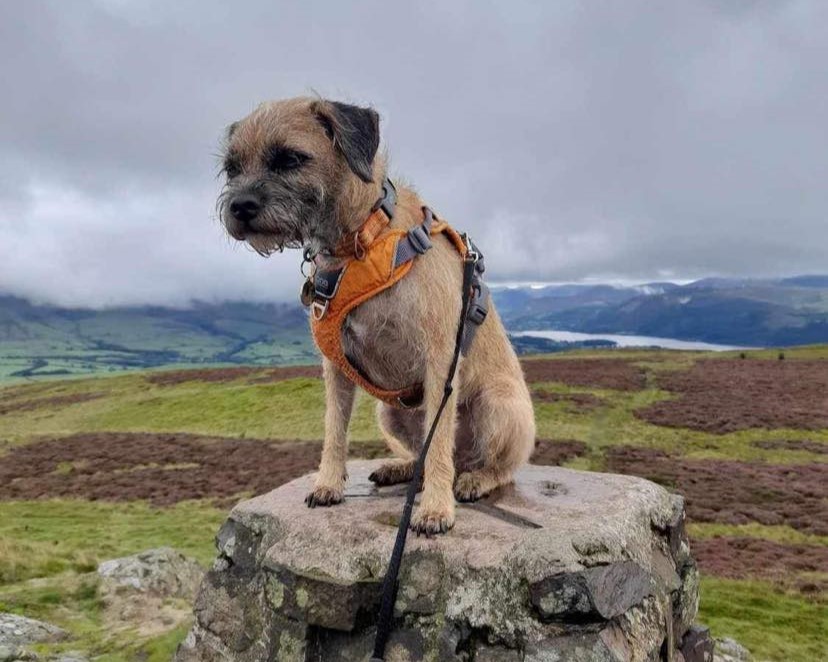 Border Terrier dog sat on a rock on a mountain.