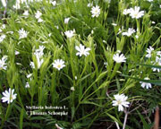 Stellaria Holostea L, Thomas Schoepke