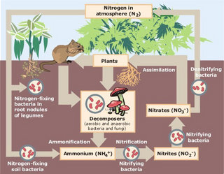 Simple diagram of nitrogen cycle