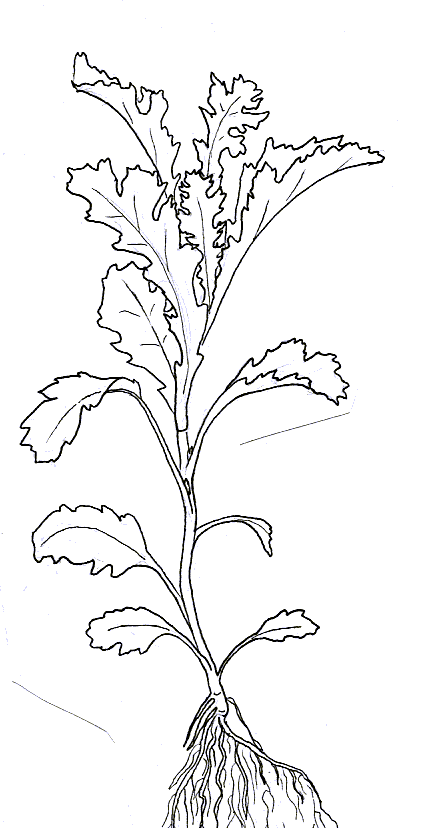 drawing of plant