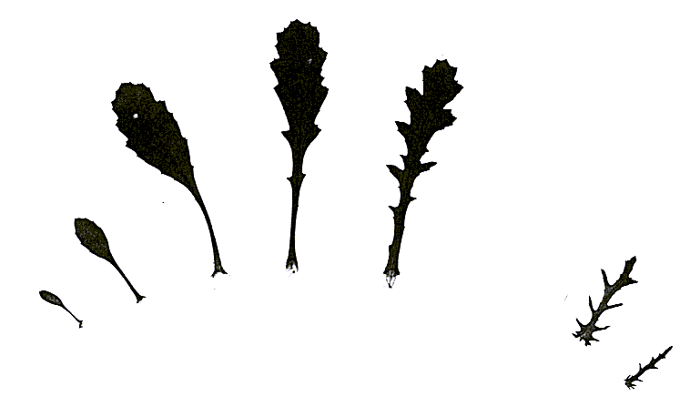 leaf sequence