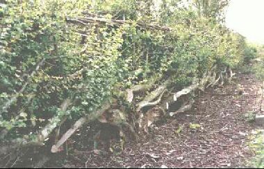 photo of hedge