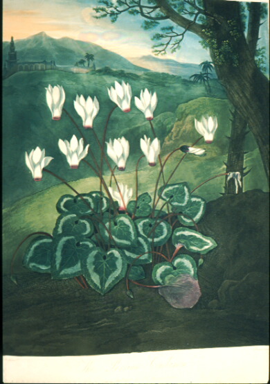 botanical painting