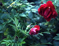 rose