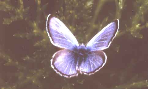 Palio Verdis Blue butterfly