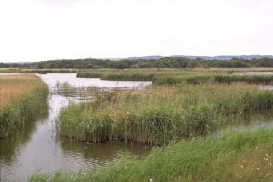 photo of wetland