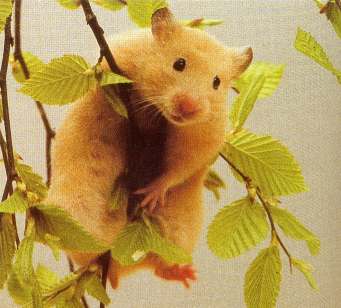 photo of hamster