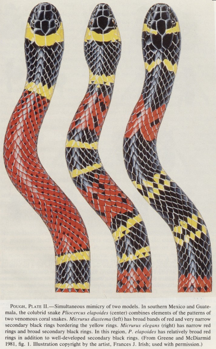 photo of snakes