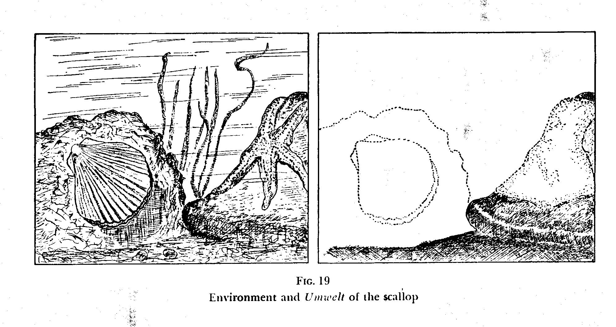 scallop diagramme from von Uexkull