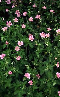 geraniums