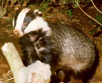 a badger