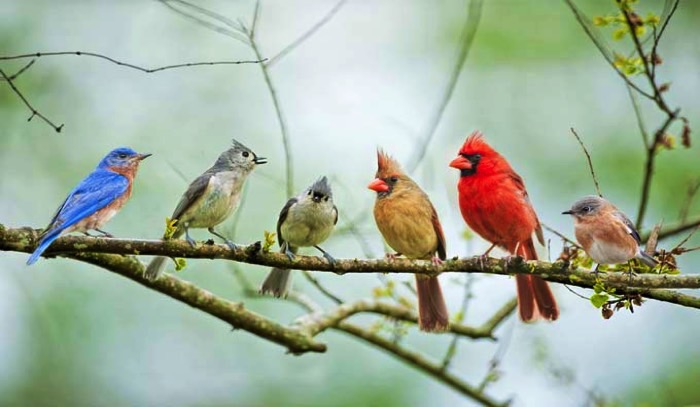 Birds on a Branch